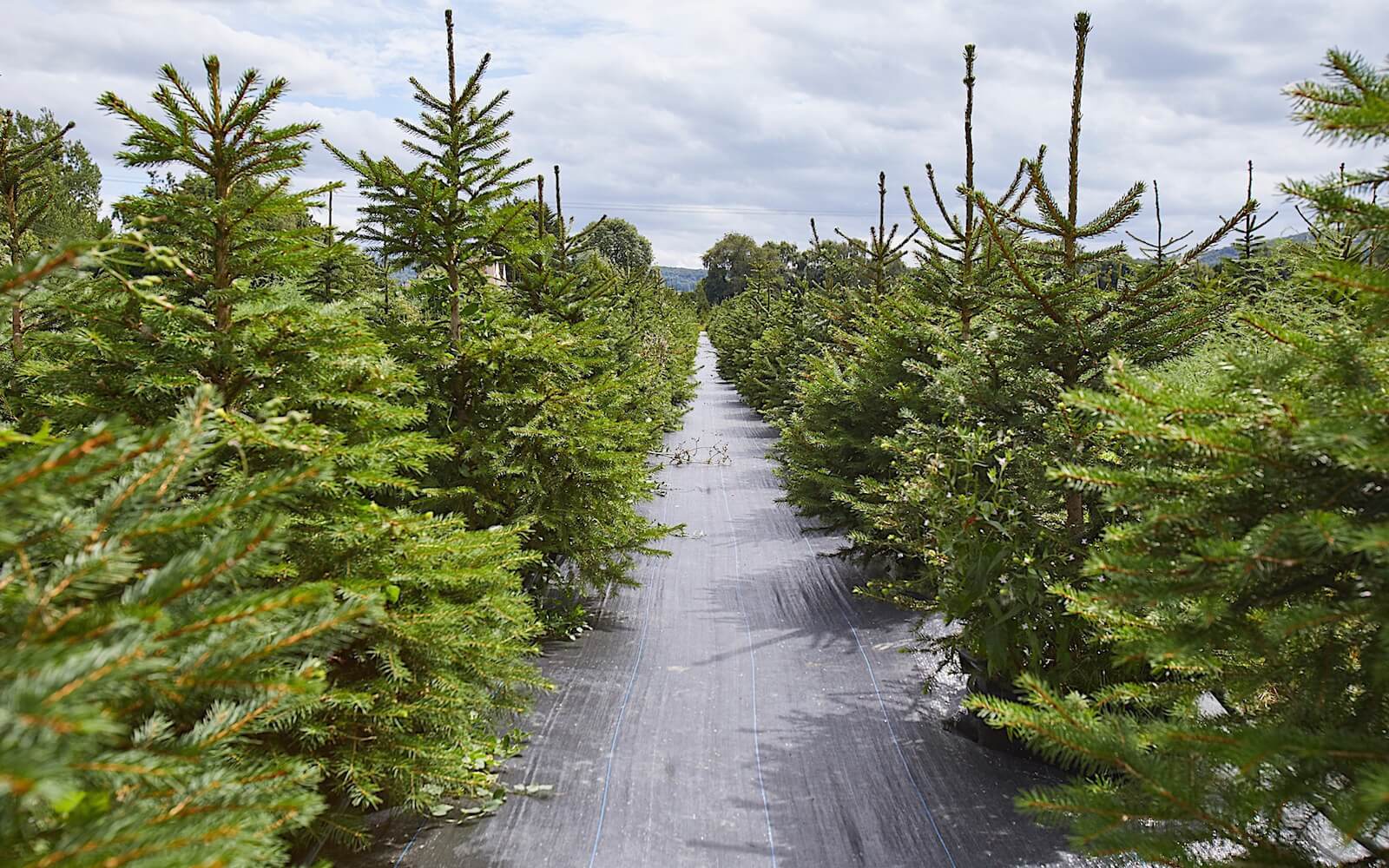 London christmas hotsell tree rental