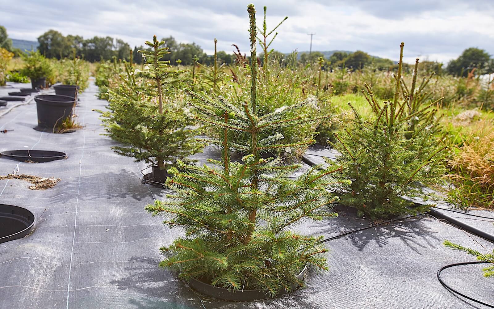 London Christmas Tree Rental Sustainable potted Christmas Trees