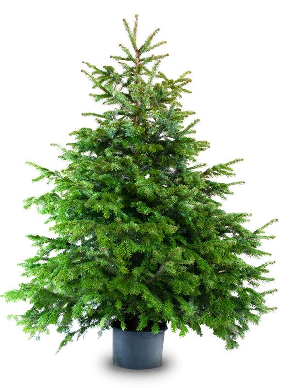 Sustainable Christmas Tree in pot - London Christmas Tree Rental